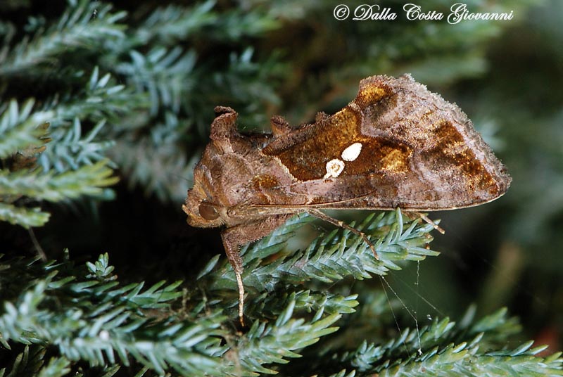 Chrysodeixis chalcites (Noctuidae)